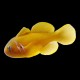 Saffron Goby