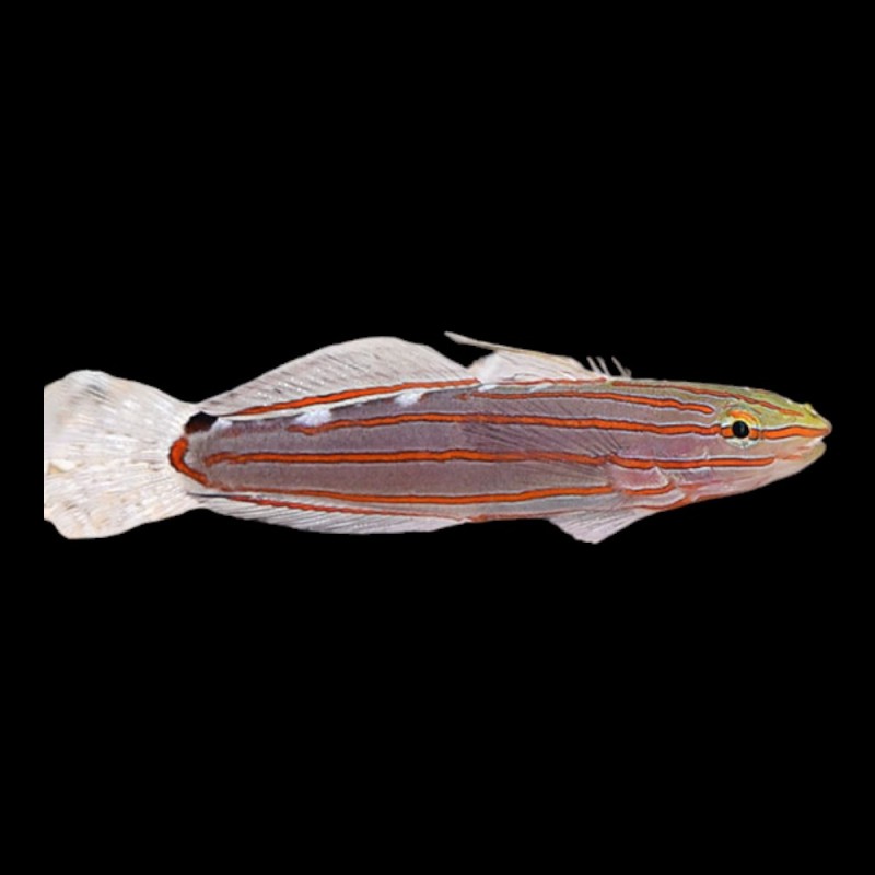 Court Jester Goby