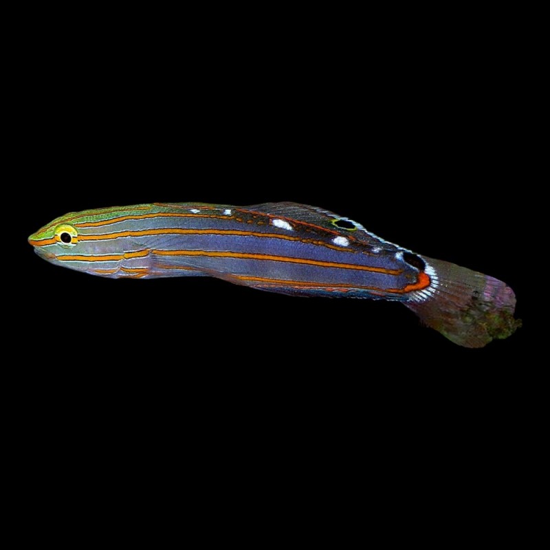 Court Jester Goby