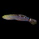 Court Jester Goby