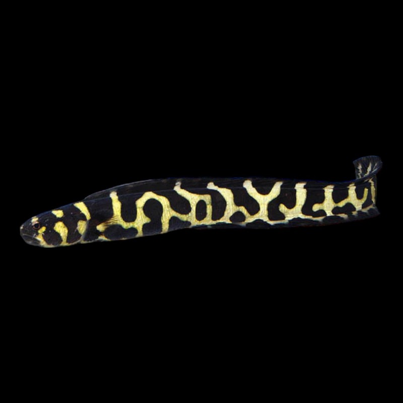Engineer Goby