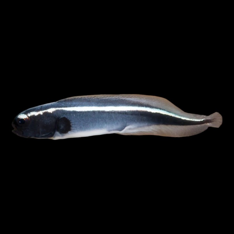 Engineer Goby