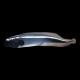 Engineer Goby