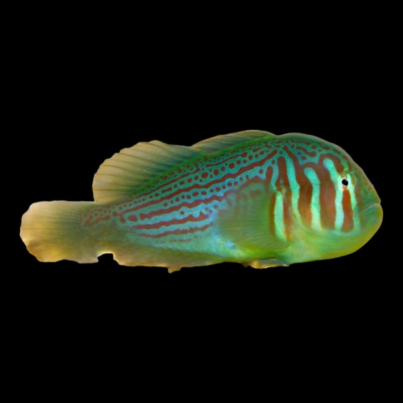 Green Clown Goby