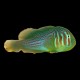 Green Clown Goby