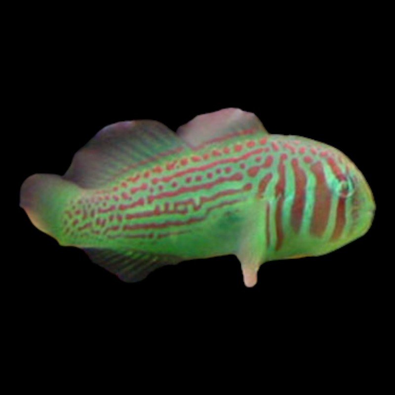 Green Clown Goby