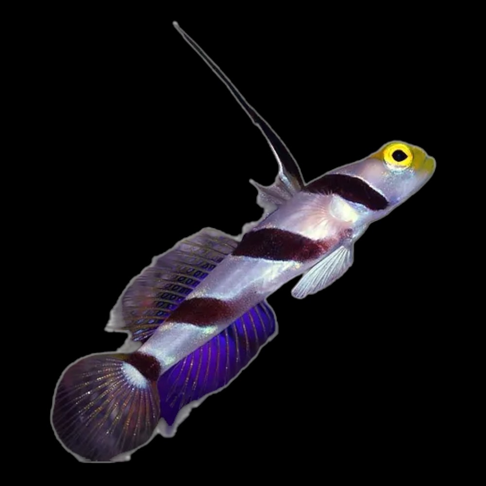 High Fin Goby