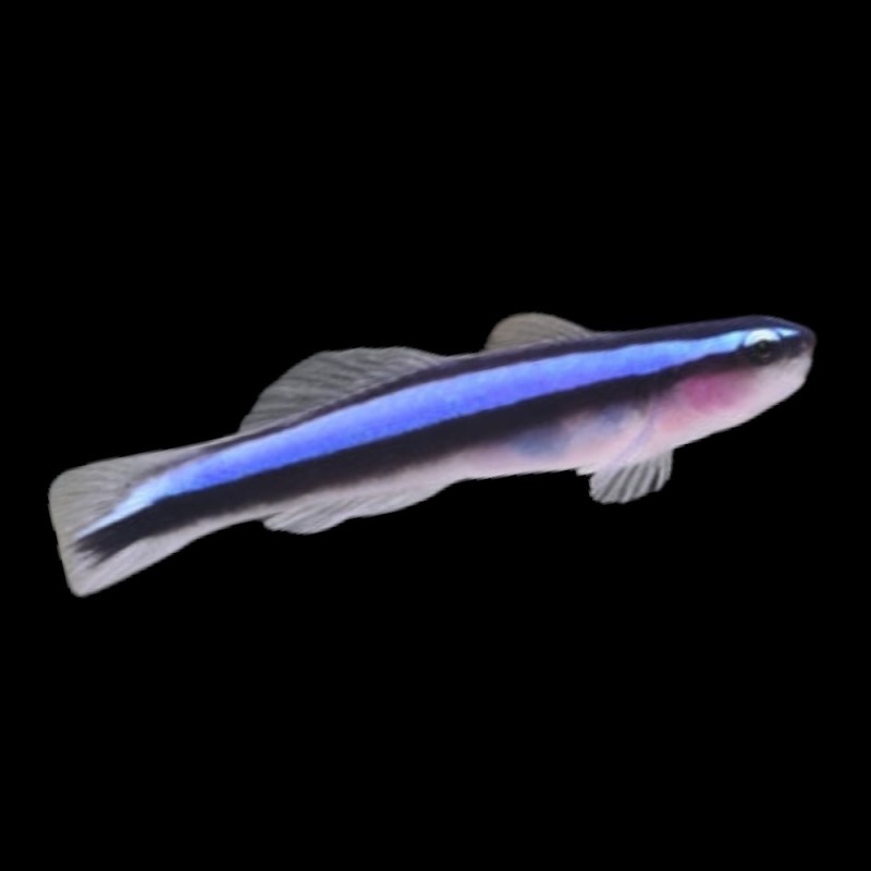 Neon Goby