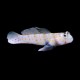 Orange Spotted prawn Goby
