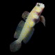 Orange Spotted prawn Goby