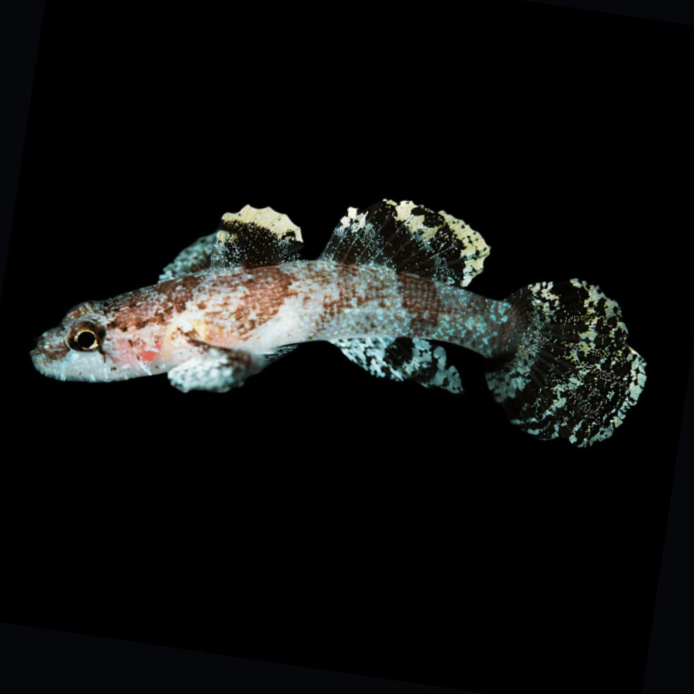 Paddlefin Goby