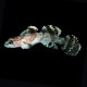 Paddlefin Goby