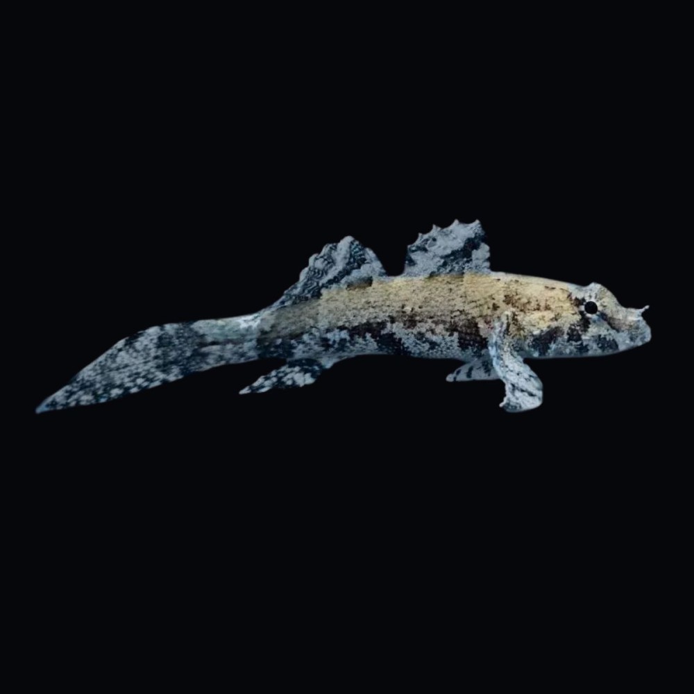 Paddlefin Goby