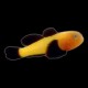 Panda Goby