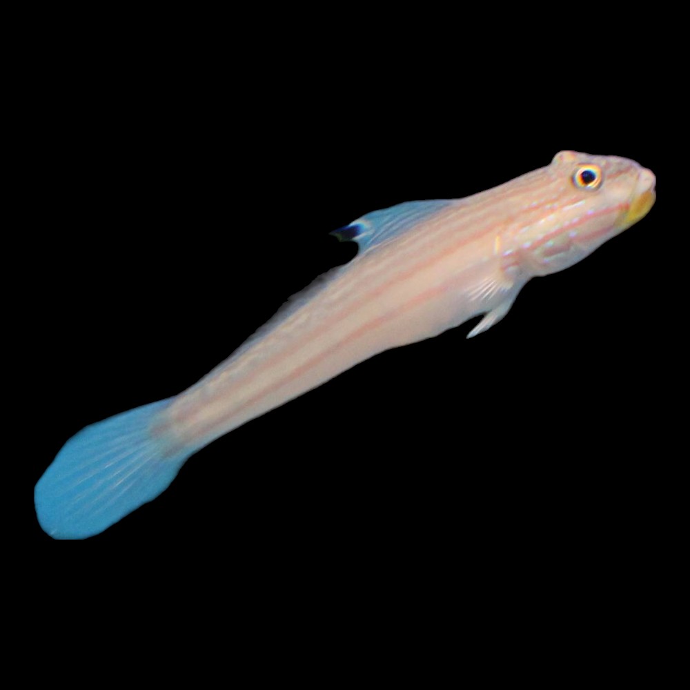 Pink-and Blue Spotted Goby