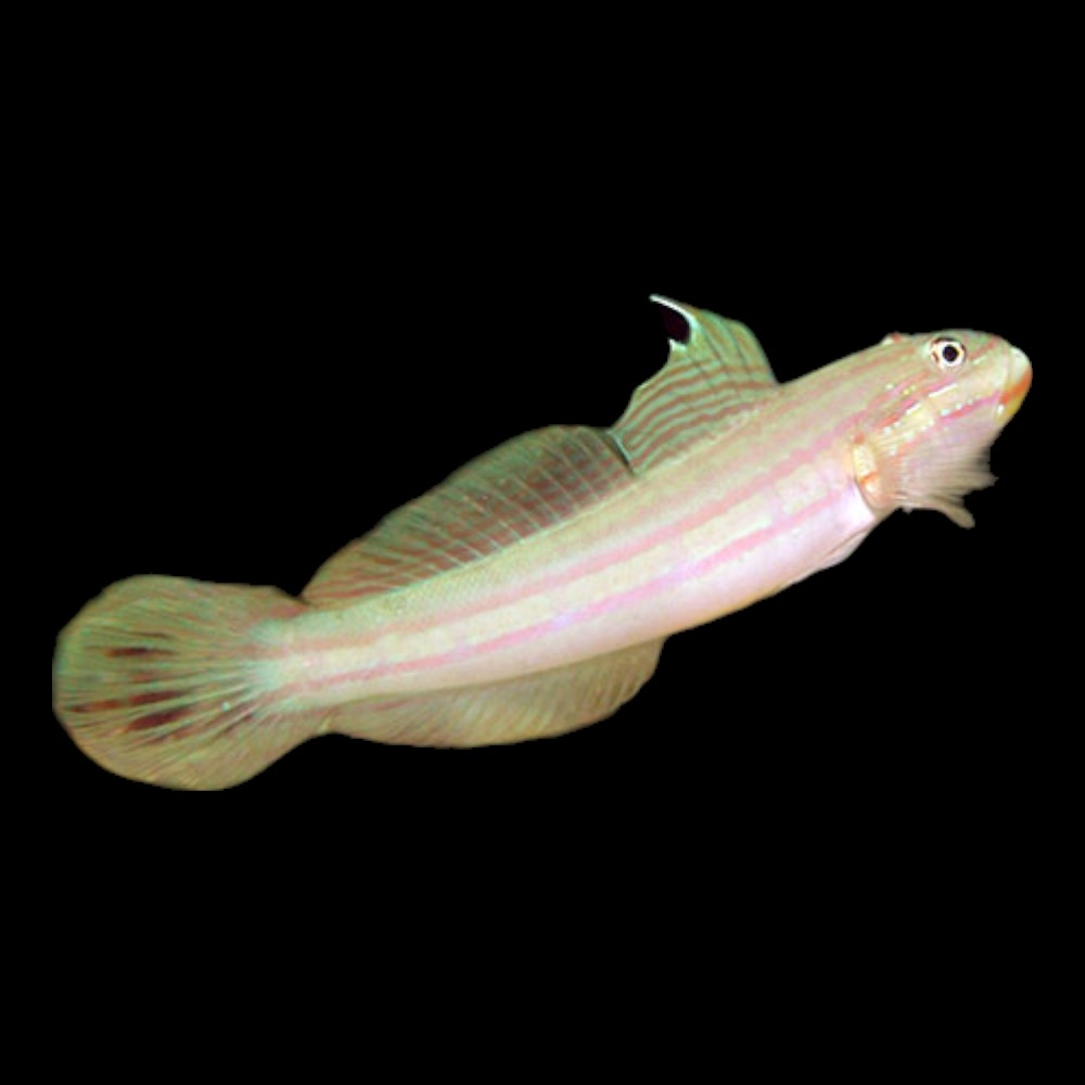 Pink-and Blue Spotted Goby