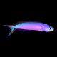 Purple Tile Skunk Goby