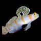 Randalls Shrimp Goby