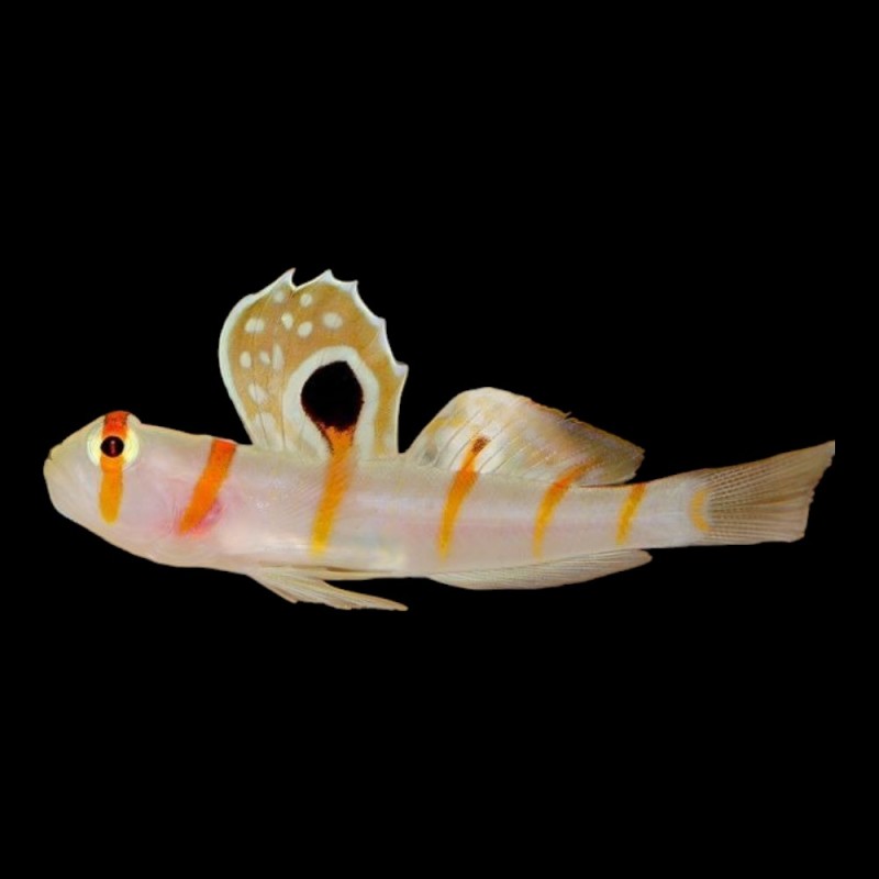 Randalls Shrimp Goby