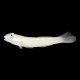 Chalk Goby