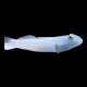 Chalk Goby