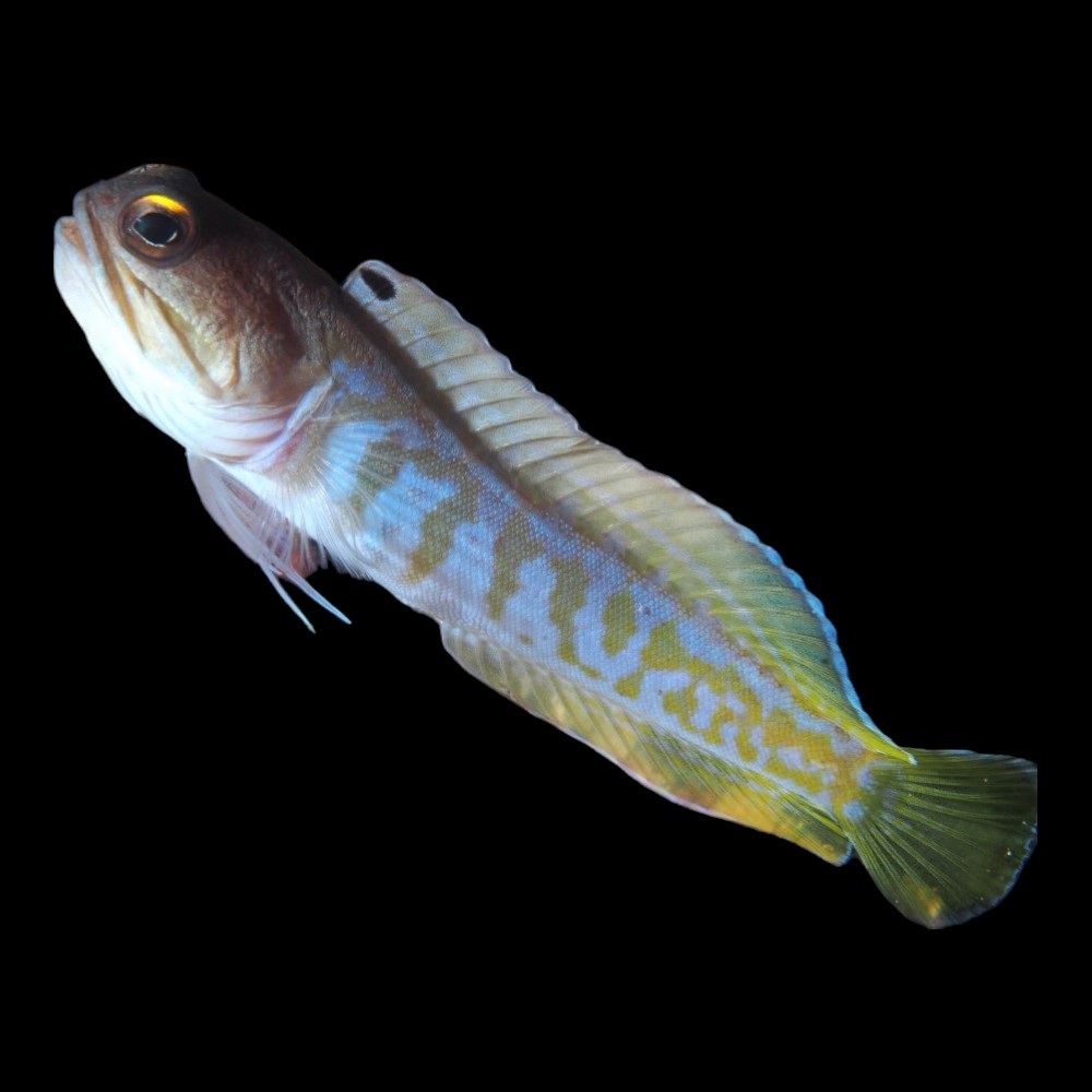 Tiger Jawfish