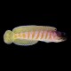 Tiger Jawfish