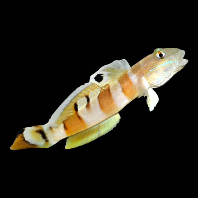 Tiger Sleeper Goby