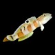Tiger Sleeper Goby