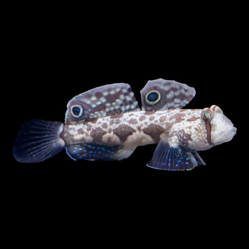 Two Spot Goby