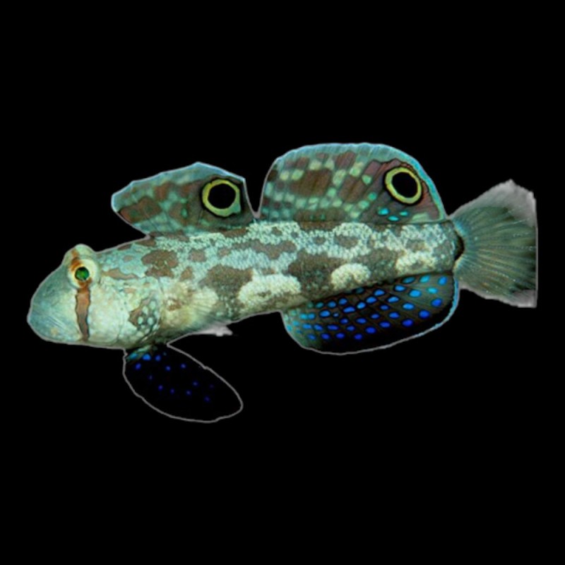 Two Spot Goby