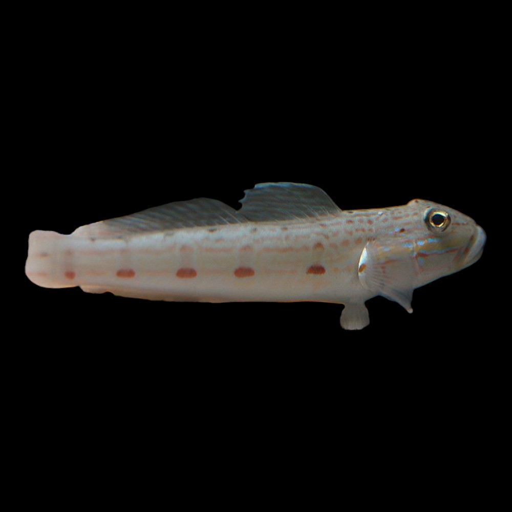 Valanciennes Goby