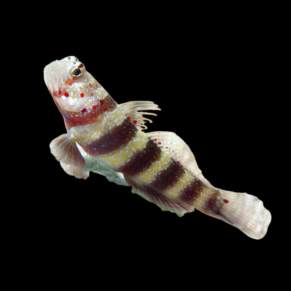 Wheelers Watchman Goby