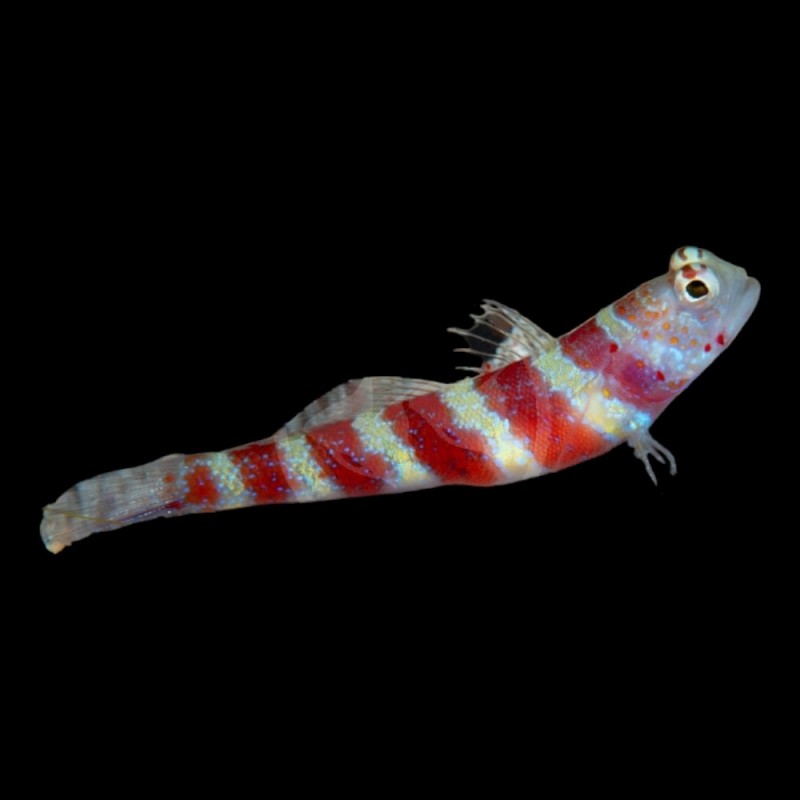 Wheelers Goby