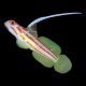 Yasha Goby