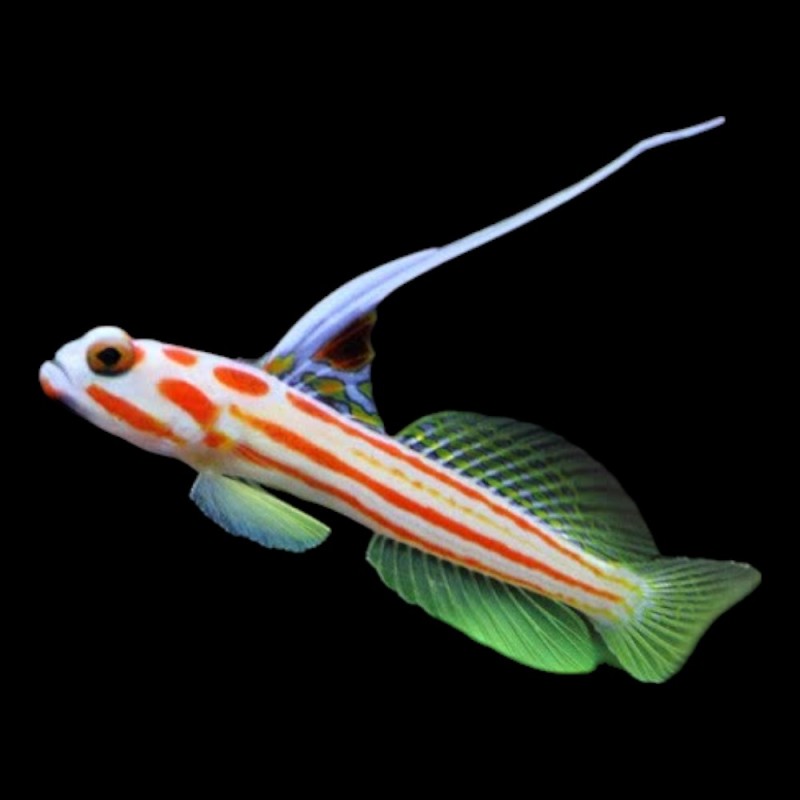 Yasha Goby