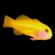 Yellow Goby