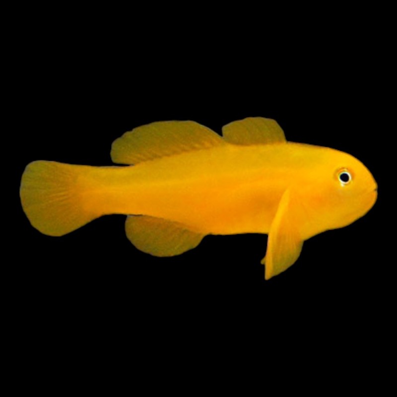Yellow Goby