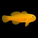 Yellow Goby
