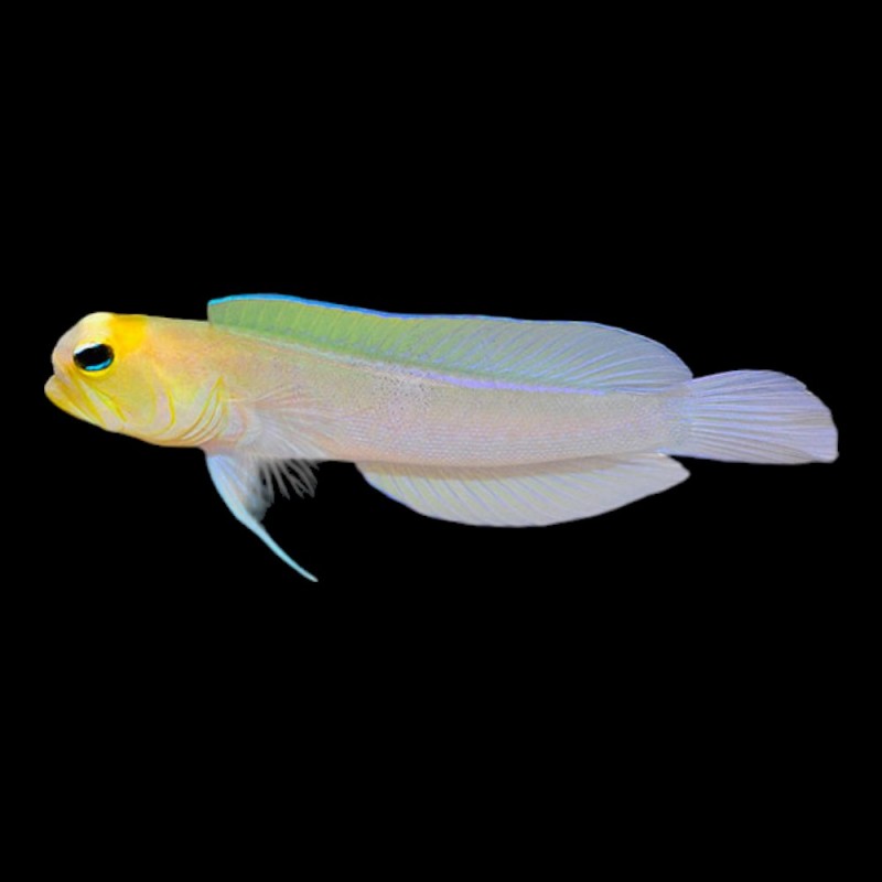 Yellow Head Jawfish