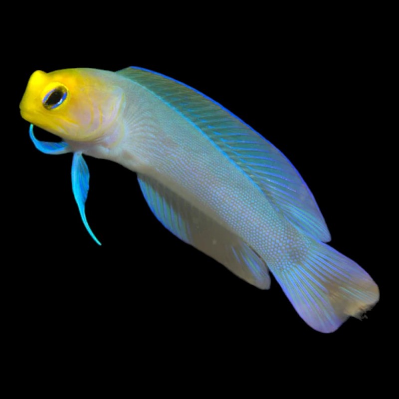 Yellow Head Jawfish