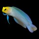 Yellow Head Jawfish