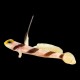 Yellowrose Goby