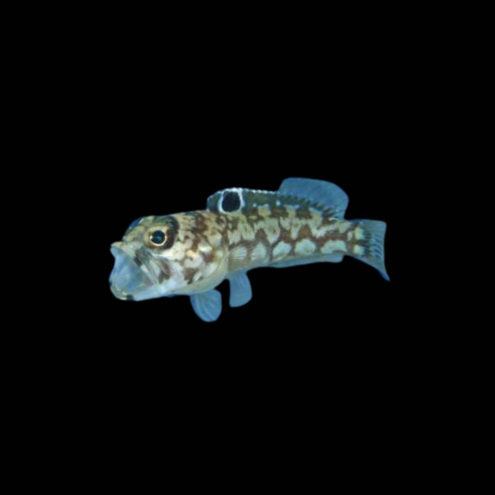 Leopard Jawfish