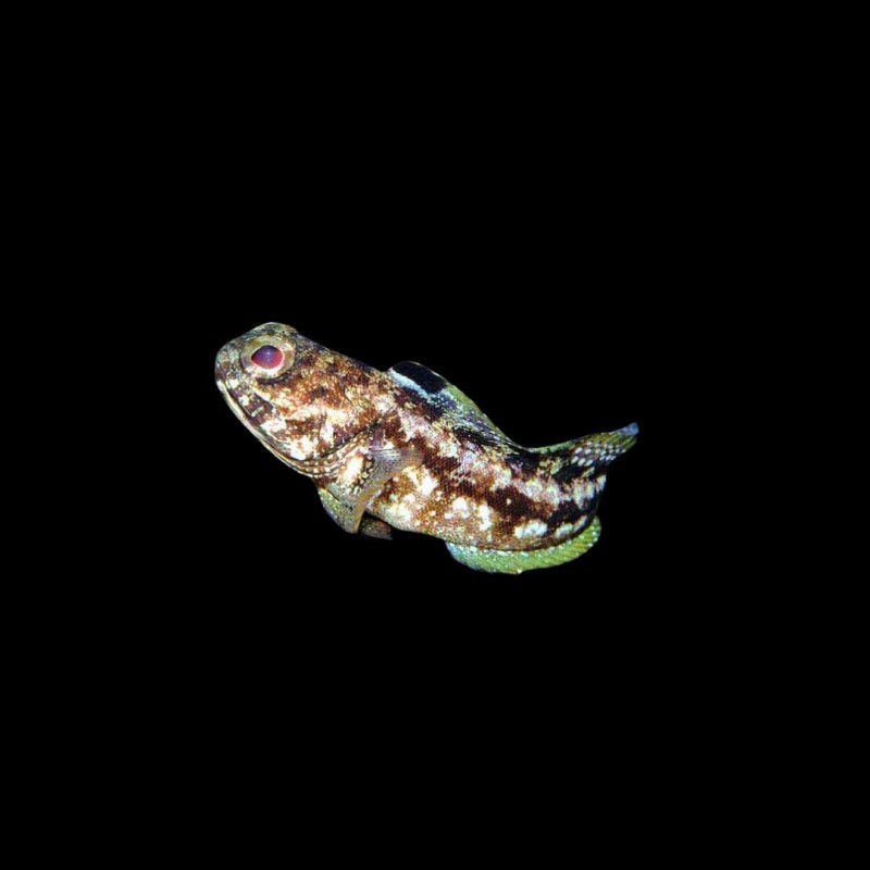 Leopard Jawfish
