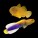 Gobies & Jawfish