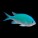 Damsel Fish