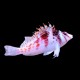 Falco Hawkfish