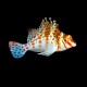 Falco Hawkfish