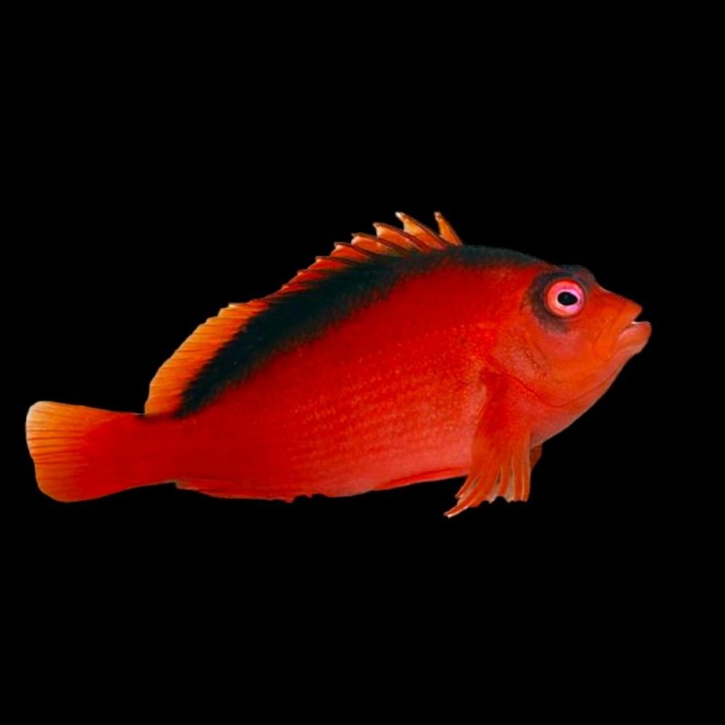 Flame Hawkfish